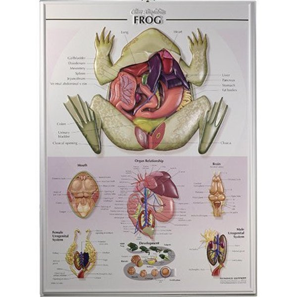 Denoyer-Geppert Charts/Posters, Frog Chart Raised Relief Chart 7506-RR